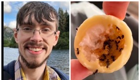 Homem encontra colônia de formigas dentro de bombom de chocolate