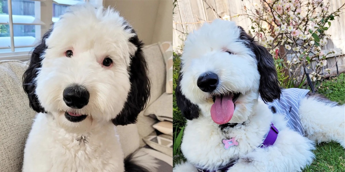 'Snoopy da vida real' viraliza no Instagram e alcança 1 milhão de ...