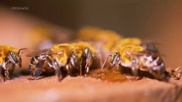 Empreendedora cria startup para ajudar apicultores