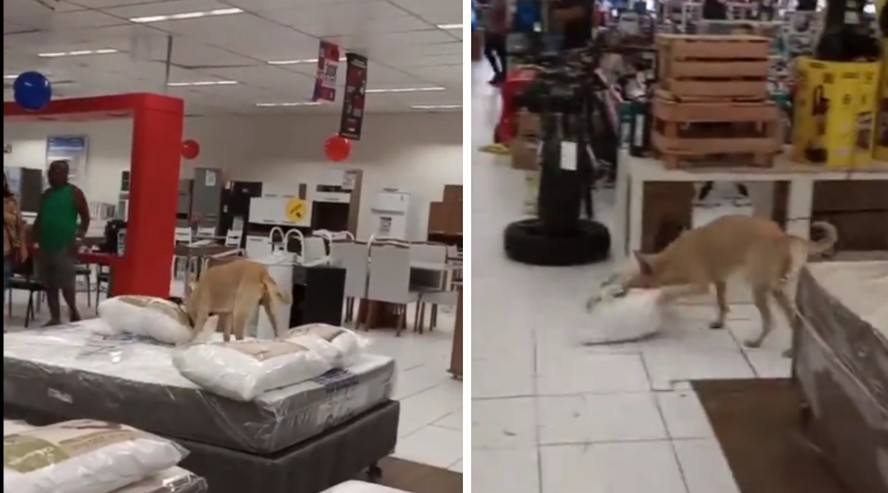 Cão caramelo em mostruário de colchões