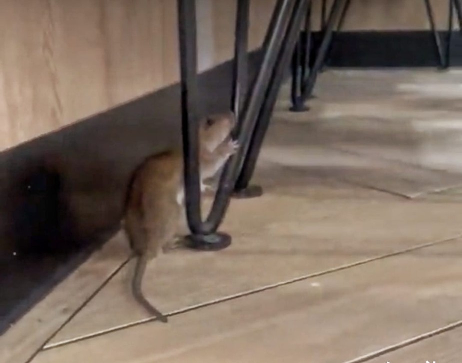 Rato corre freneticamente por lanchonete de Londres e deixa clientes  histéricos
