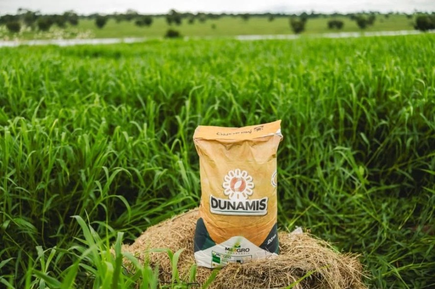 Campo de brachiaria Dunamis em cultivo integrado