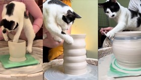Gato 'artesão' esculpe cerâmicas e tem seu próprio e-commerce