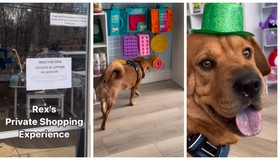 Pet Shop faz sucesso com visitas privadas para cães agitados 