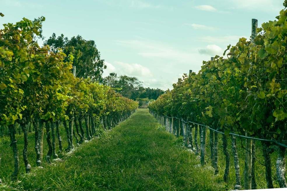 Vinhedo da vinícola Santa Maria — Foto: Denison Malheiros/Divulgação