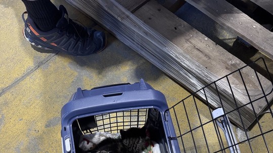 Funcionários de loja de material de construção encontram 7 gatos filhotes vivendo em prateleiras