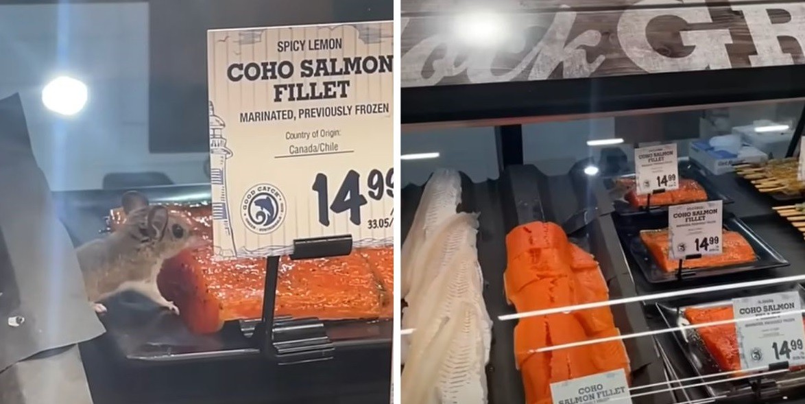 Cliente viraliza ao flagrar rato comendo salmão em supermercado: 'Ratatouille provando antes de comprar'